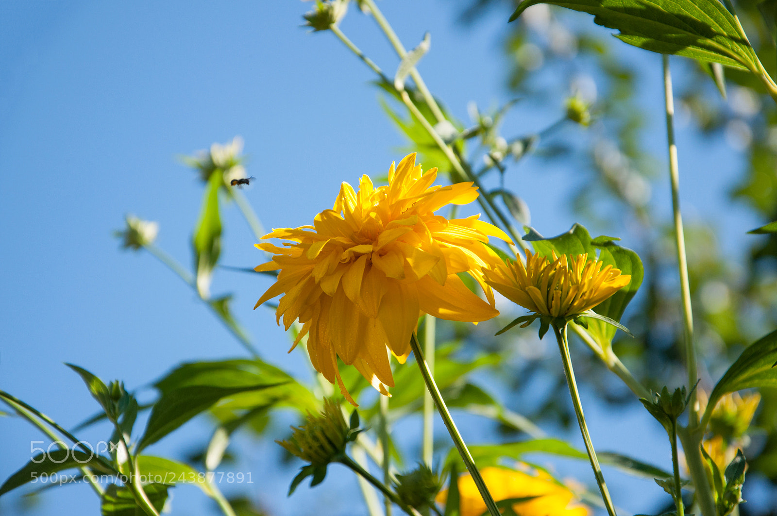 Nikon D90 sample photo. A bee is flying photography