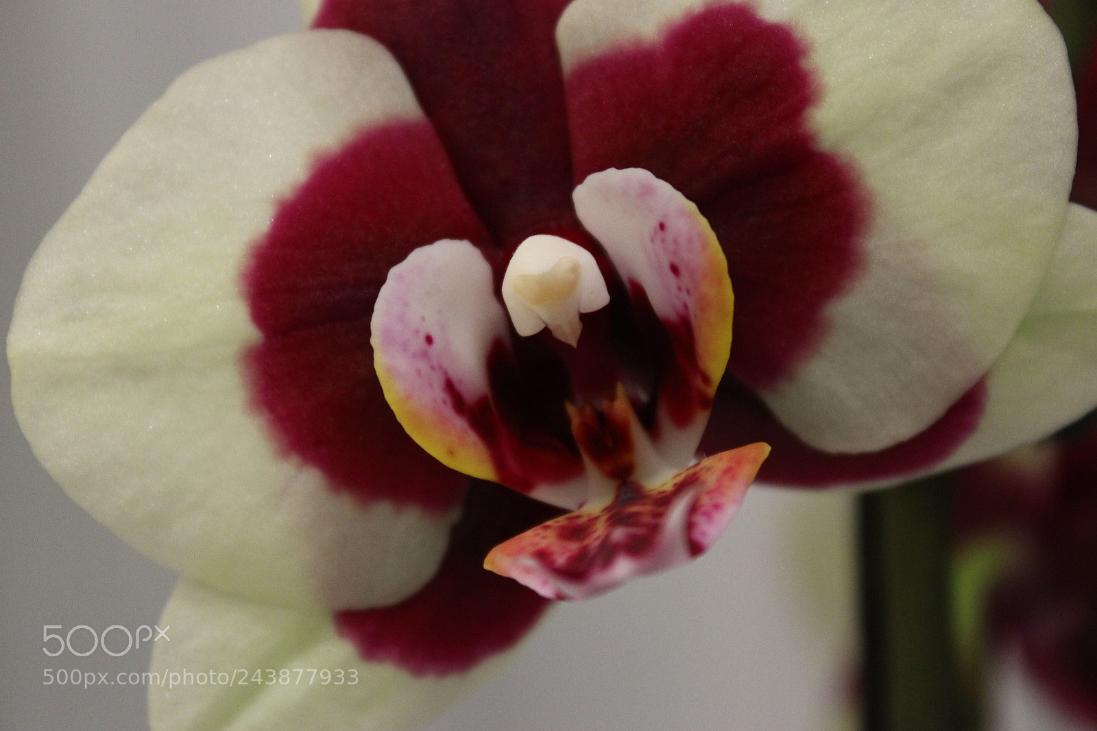 Canon EOS 100D (EOS Rebel SL1 / EOS Kiss X7) sample photo. Orchid 2. photography