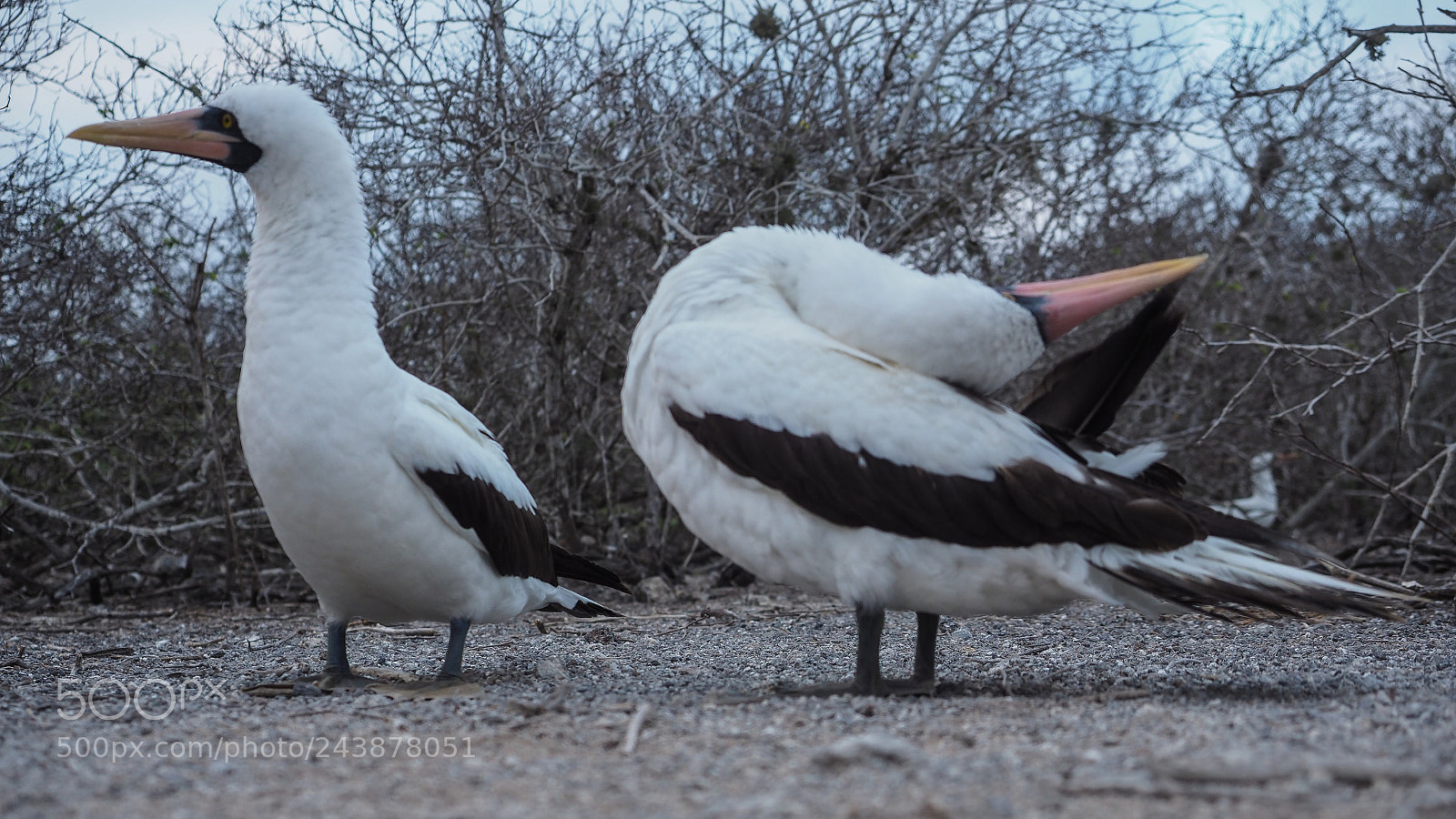 Olympus OM-D E-M1 Mark II sample photo. Birds eye view photography