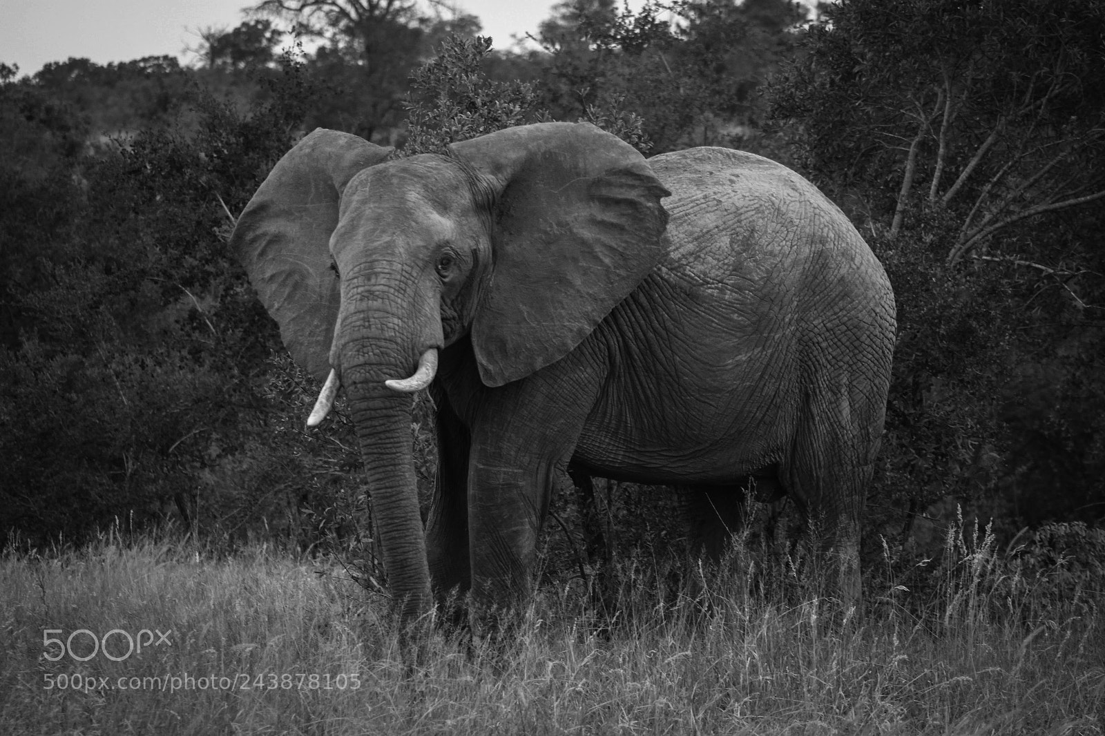 Canon EOS 500D (EOS Rebel T1i / EOS Kiss X3) sample photo. African elephant - kruger photography