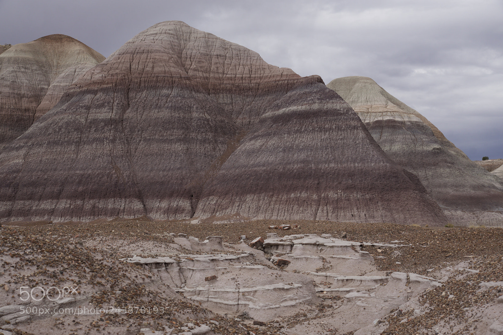 Sony ILCA-77M2 sample photo. Petrified forest n.p. photography