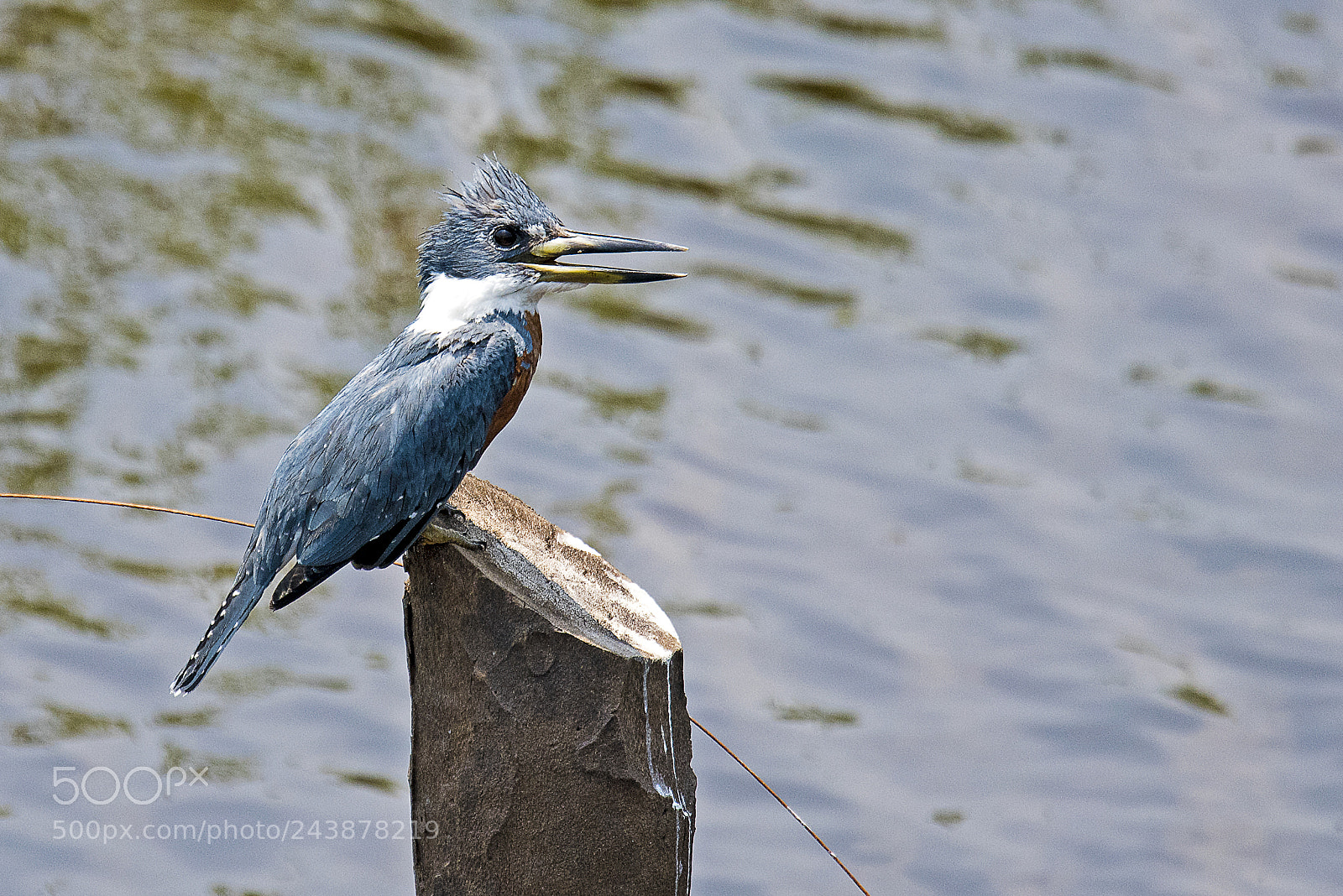 Nikon D810 sample photo. Ringed kingfisher (male) photography