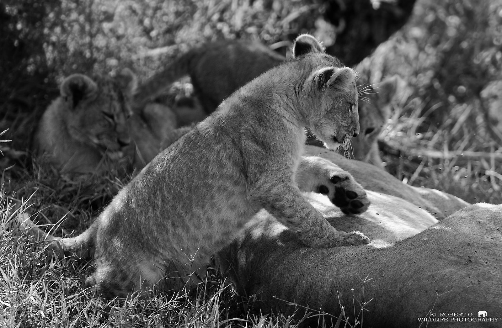 Sony Alpha DSLR-A700 sample photo. Lion cub photography