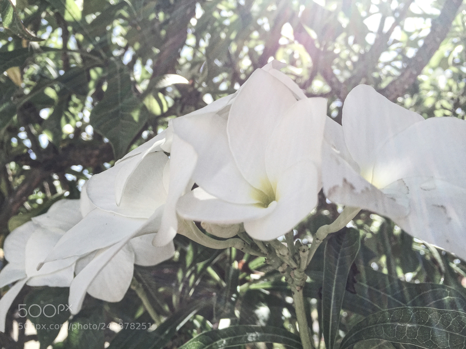 Apple iPhone 6 Plus sample photo. White vibrance  photography