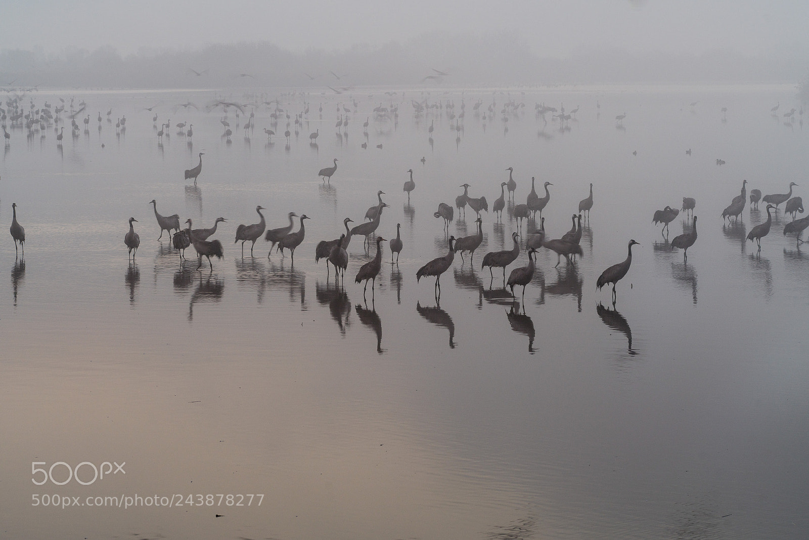 Sony a99 II sample photo. Resting cranes photography