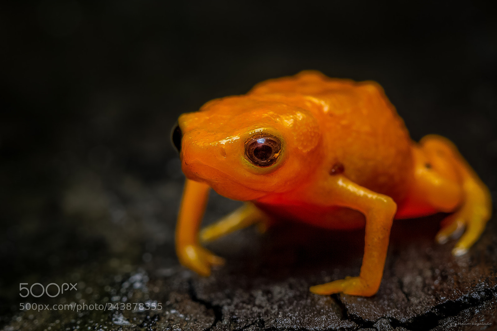 Canon EOS 60D sample photo. Sapinho dourado photography