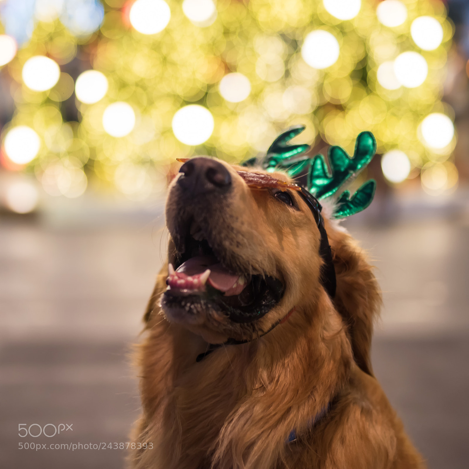 Nikon D810 sample photo. Portrait of golden retriever photography