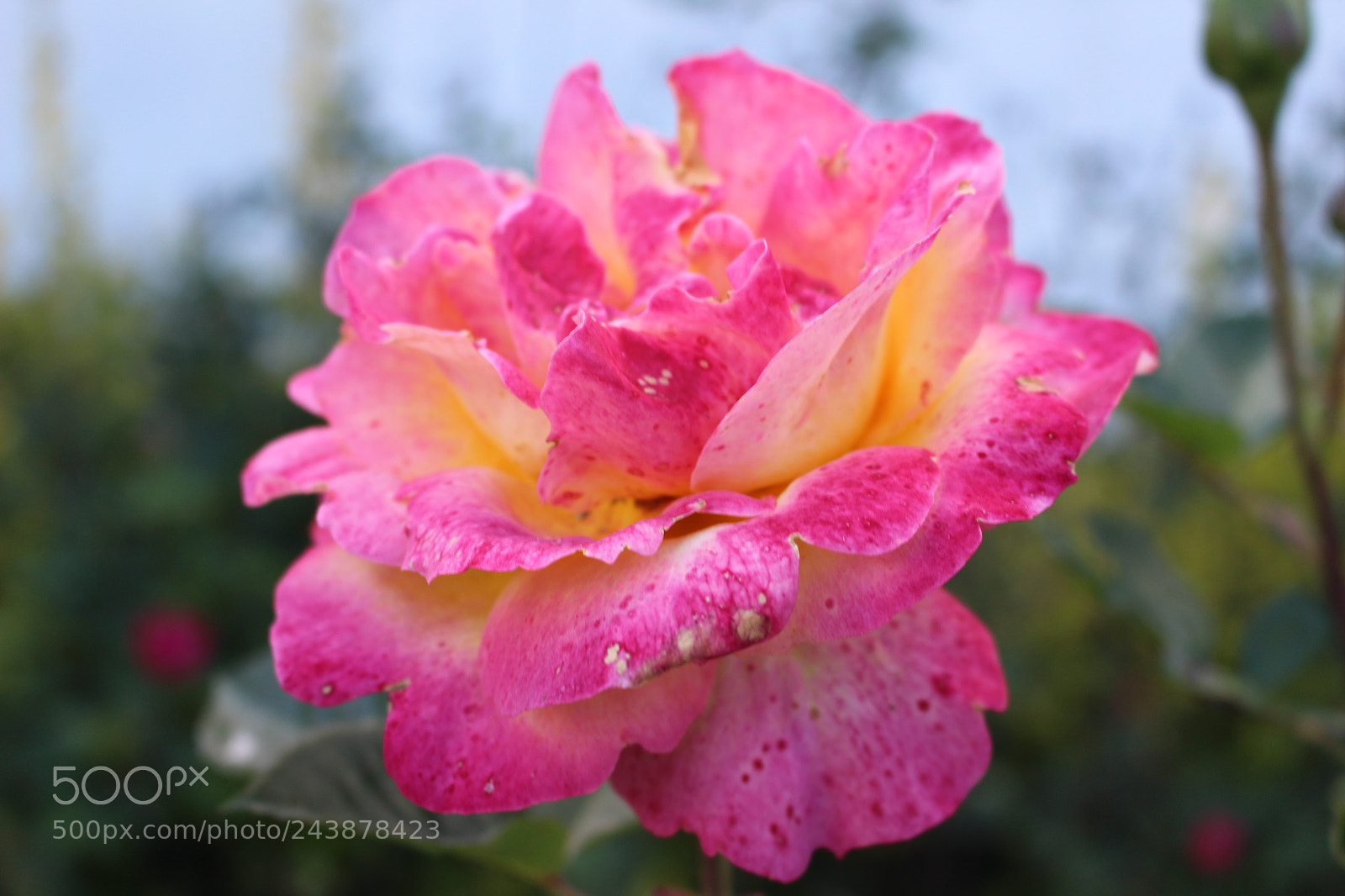 Canon EOS 100D (EOS Rebel SL1 / EOS Kiss X7) sample photo. [] photography
