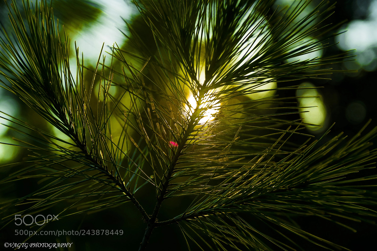 Nikon D3400 sample photo. Through the leaves photography