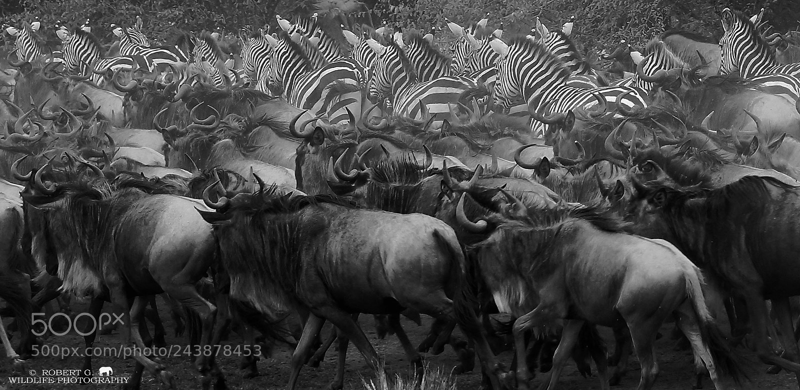 Sony SLT-A77 sample photo. The trek zebras and photography
