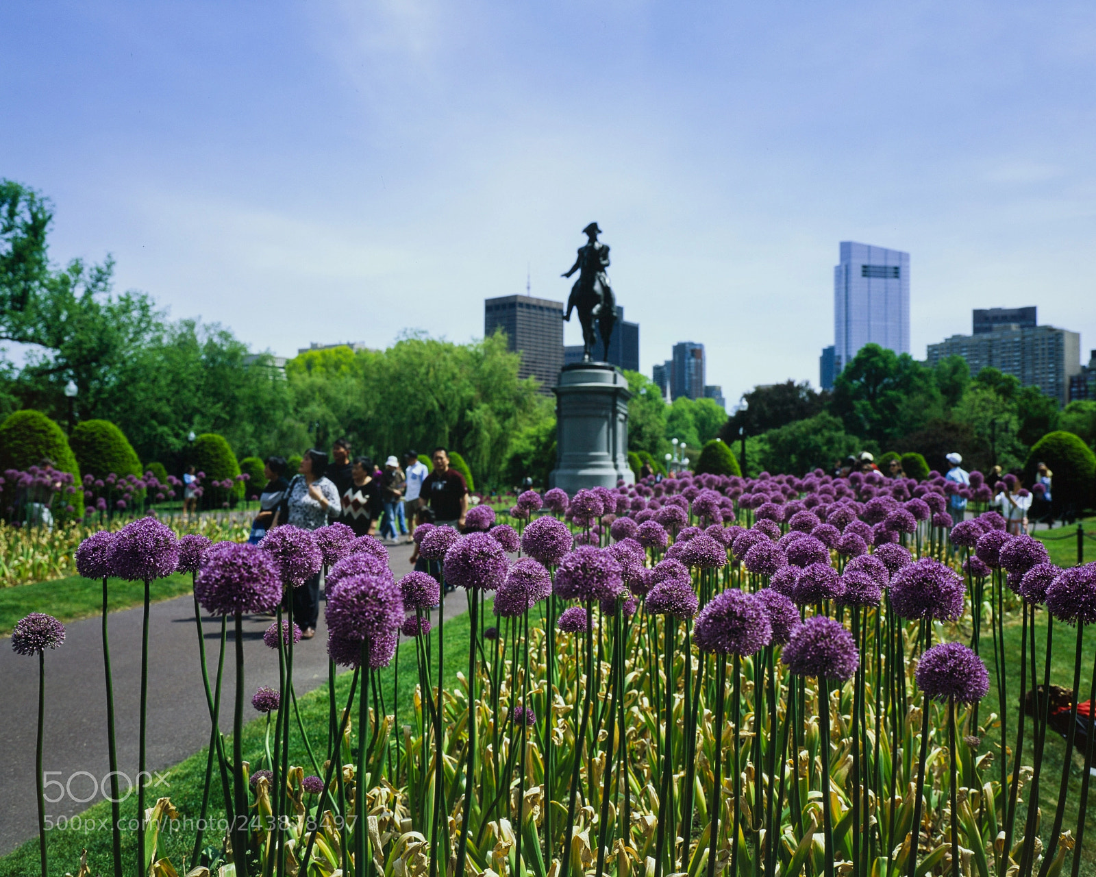 Canon EOS 60D sample photo. Spring blooms in boston photography