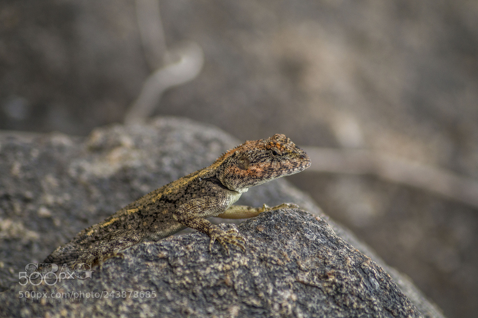 Sony SLT-A58 sample photo. Find lizard photography