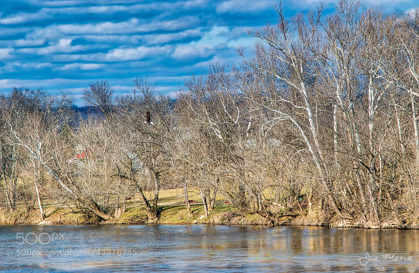 Nikon D5500 sample photo. Nolichucky eagle photography