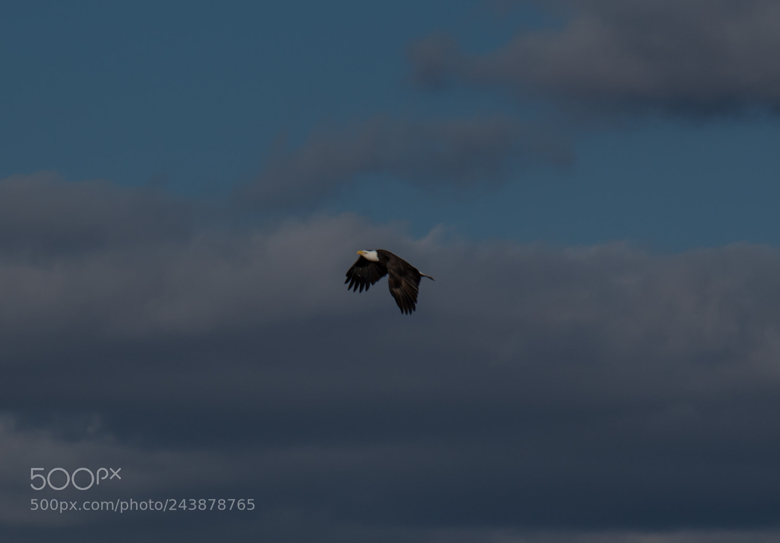 Nikon D5500 sample photo. Nolichucky eagle photography