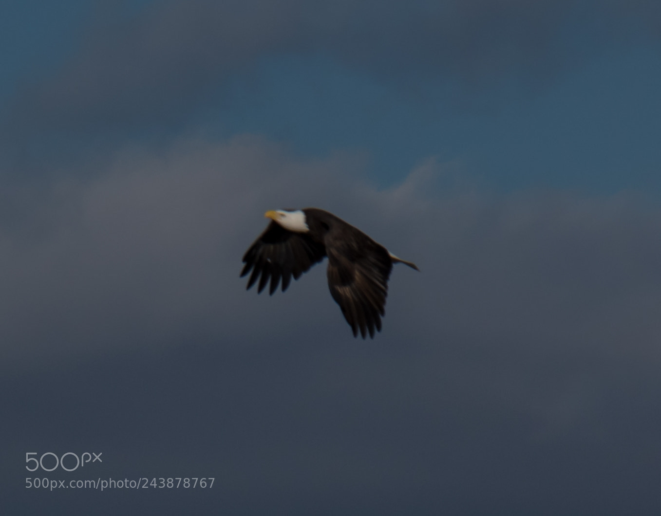 Nikon D5500 sample photo. Nolichucky eagle photography