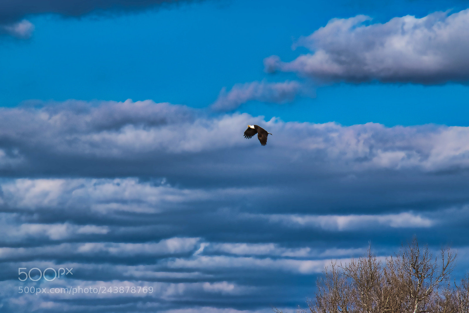 Nikon D5500 sample photo. Nolichucky eagle photography