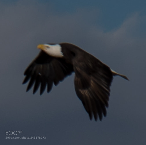 Nikon D5500 sample photo. Nolichucky eagle photography