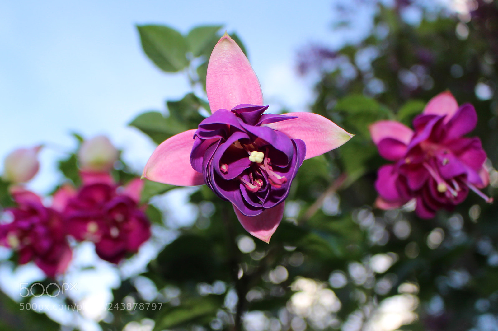 Canon EOS 100D (EOS Rebel SL1 / EOS Kiss X7) sample photo. [] photography