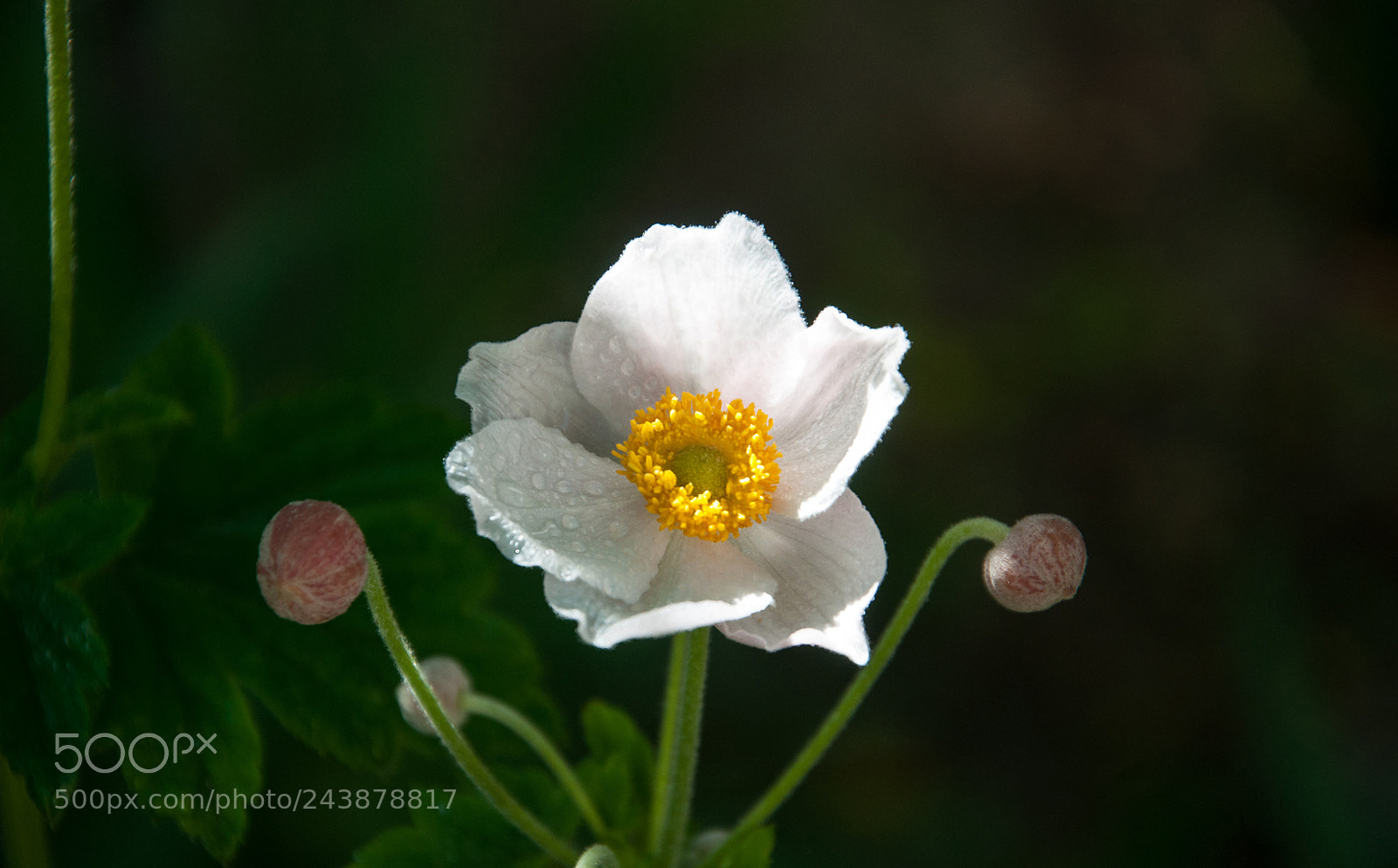 Nikon D90 sample photo. Japanese anemone autumn in photography
