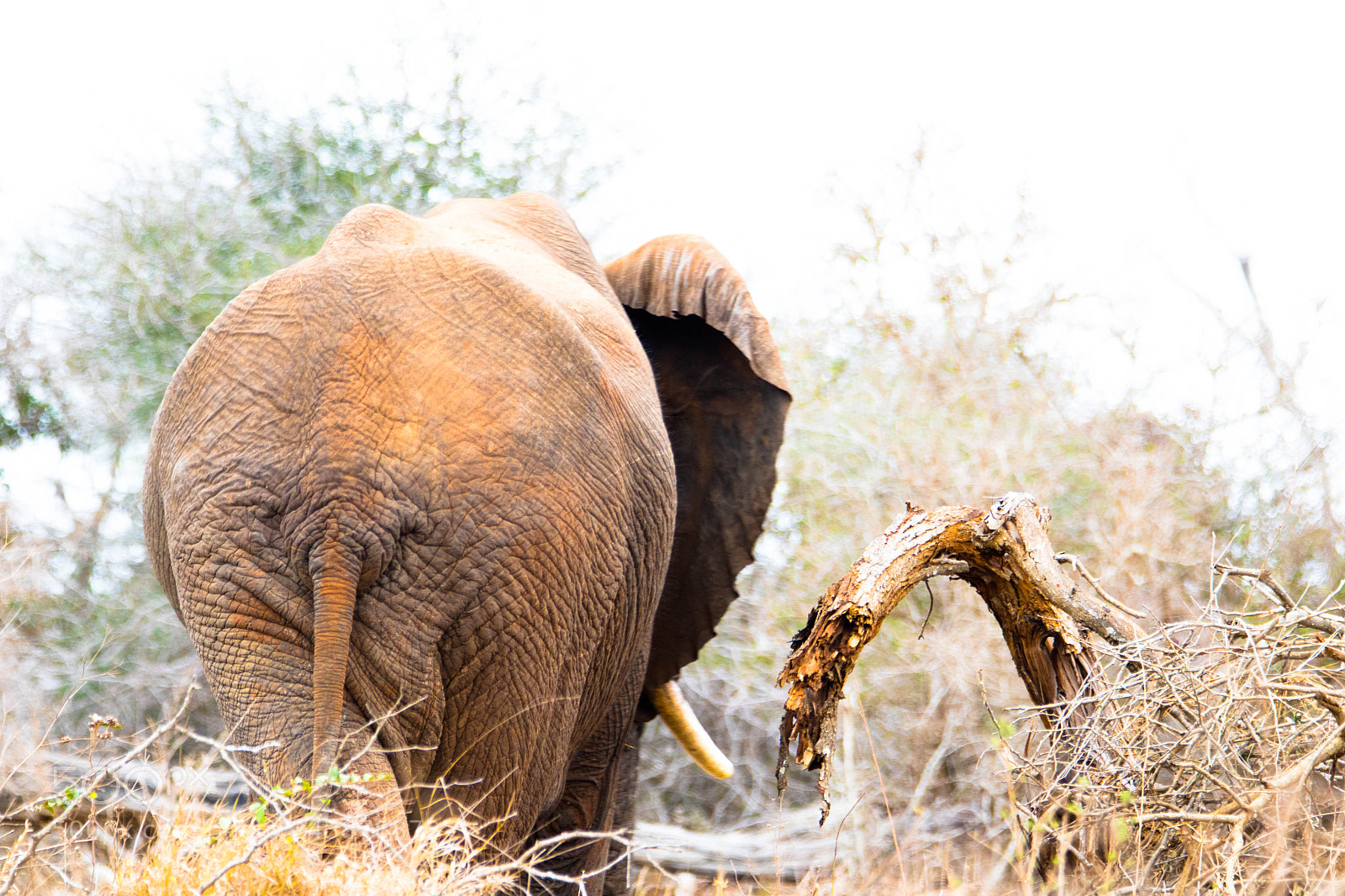 Canon EOS 7D Mark II sample photo. Kruger elephant photography