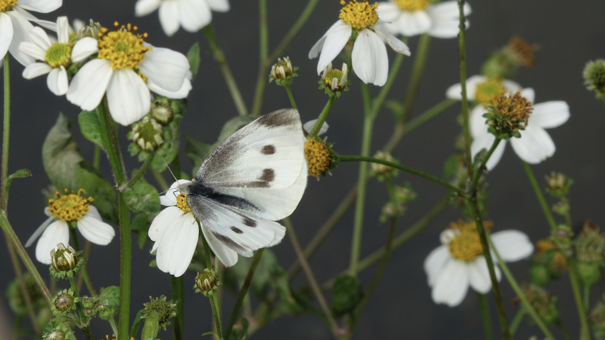 Sony HDR-CX900 sample photo. 蝶戀花-butterfly always love flowers photography