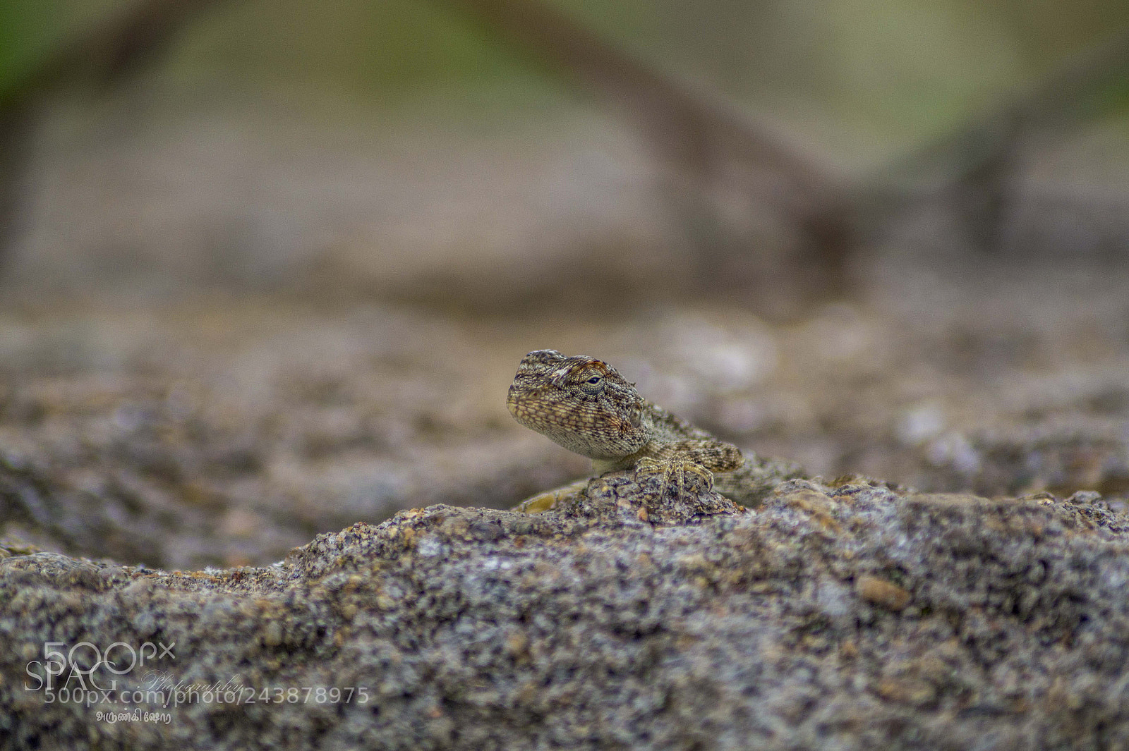 Sony SLT-A58 sample photo. Camouflage photography