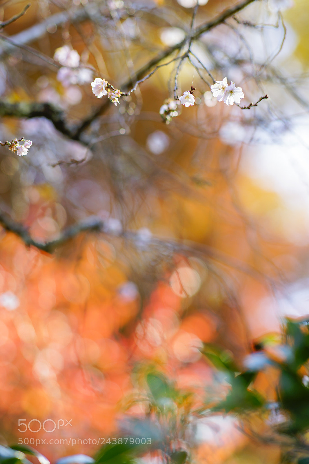 Sony a99 II sample photo. Autumn cherry blossoms photography