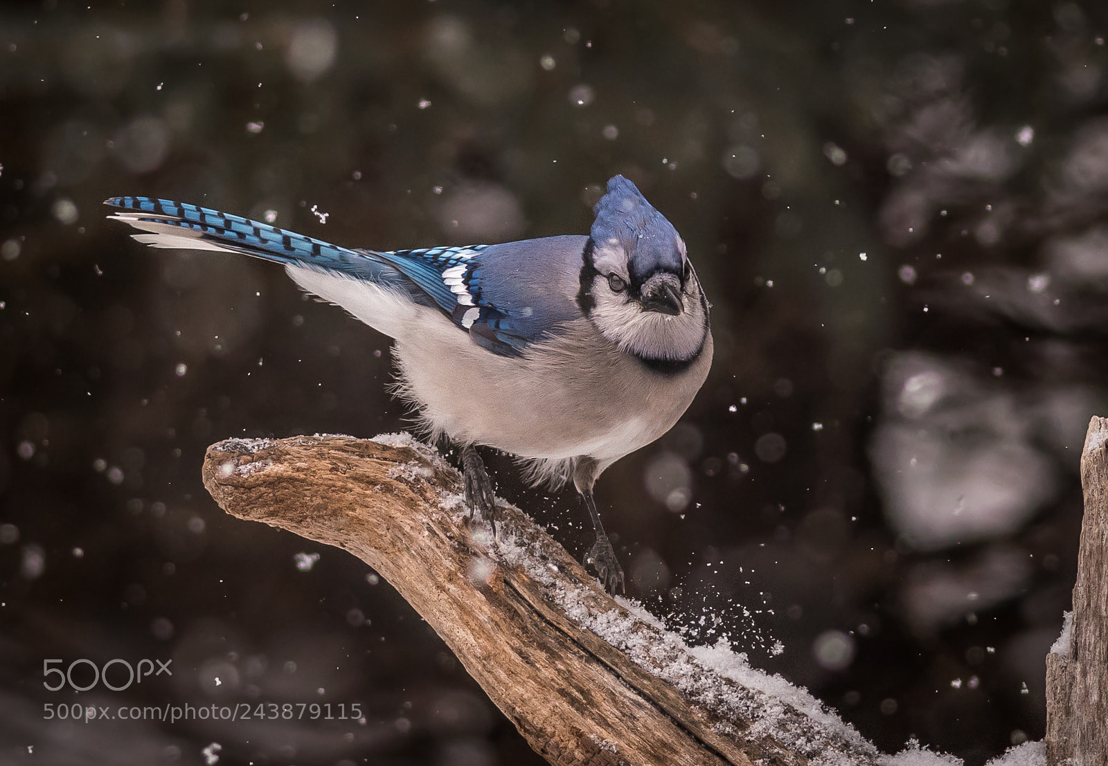 Nikon D500 sample photo. Blue jay in snow photography
