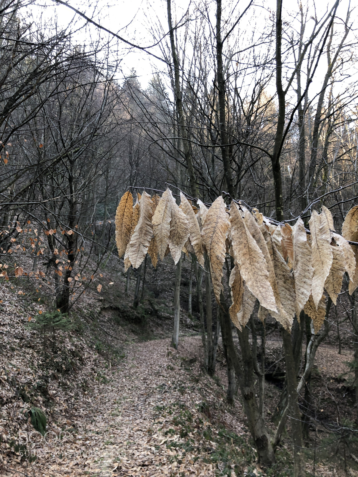 Apple iPhone 8 sample photo. Hang in there photography