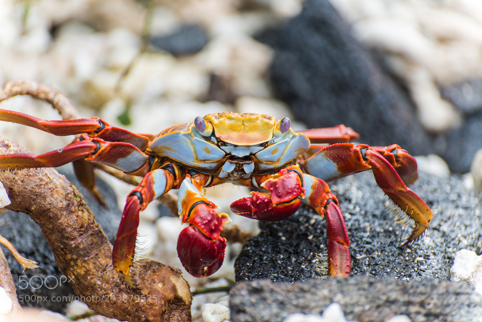 Nikon D610 sample photo. Beauty on eight legs photography