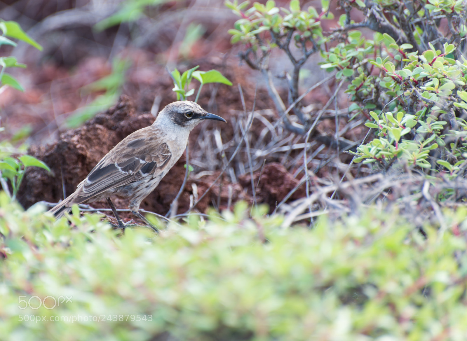Nikon D610 sample photo. Espanola mockingbird photography