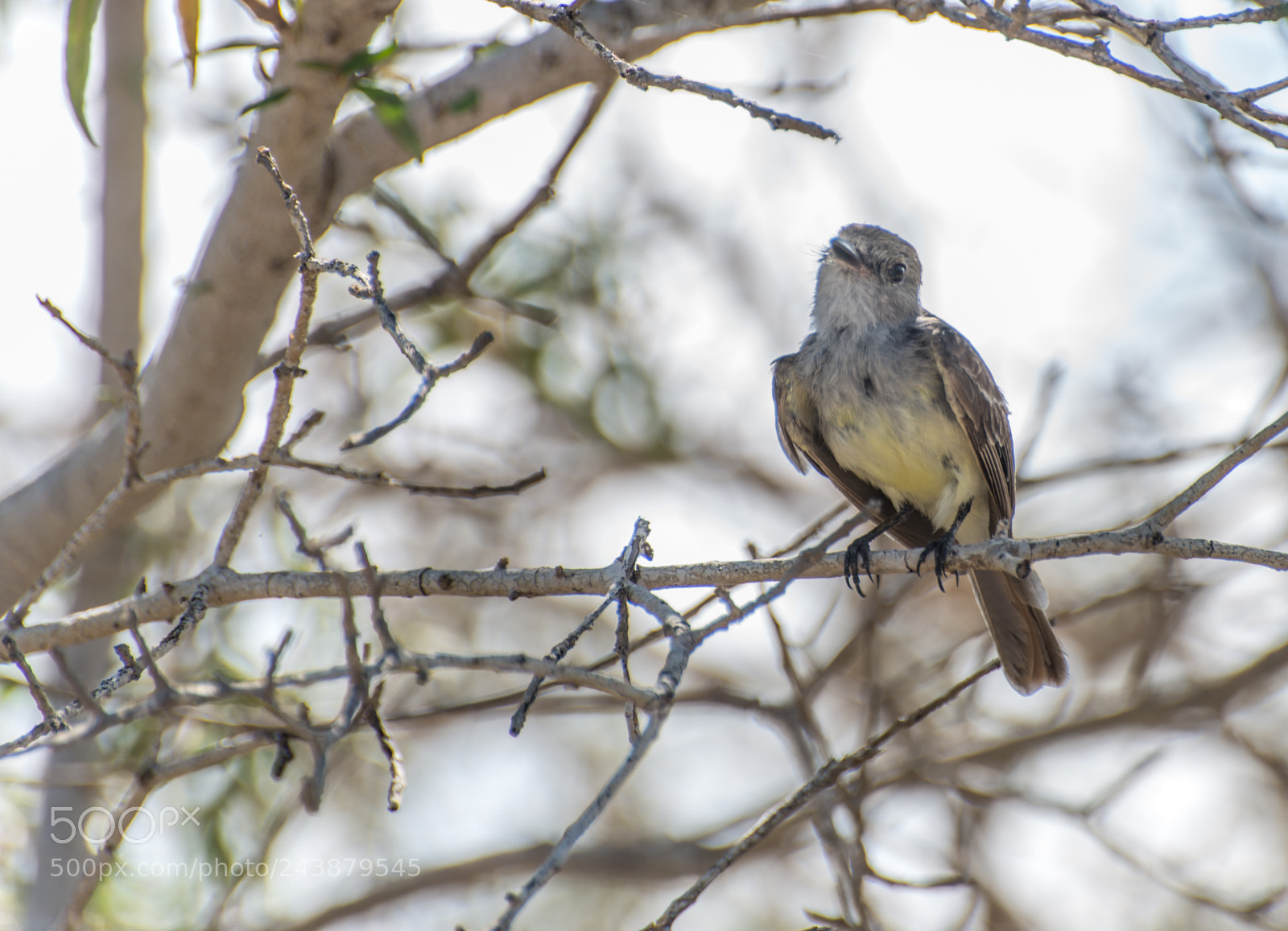 Nikon D610 sample photo. Galapagos flycatcher on rabida photography