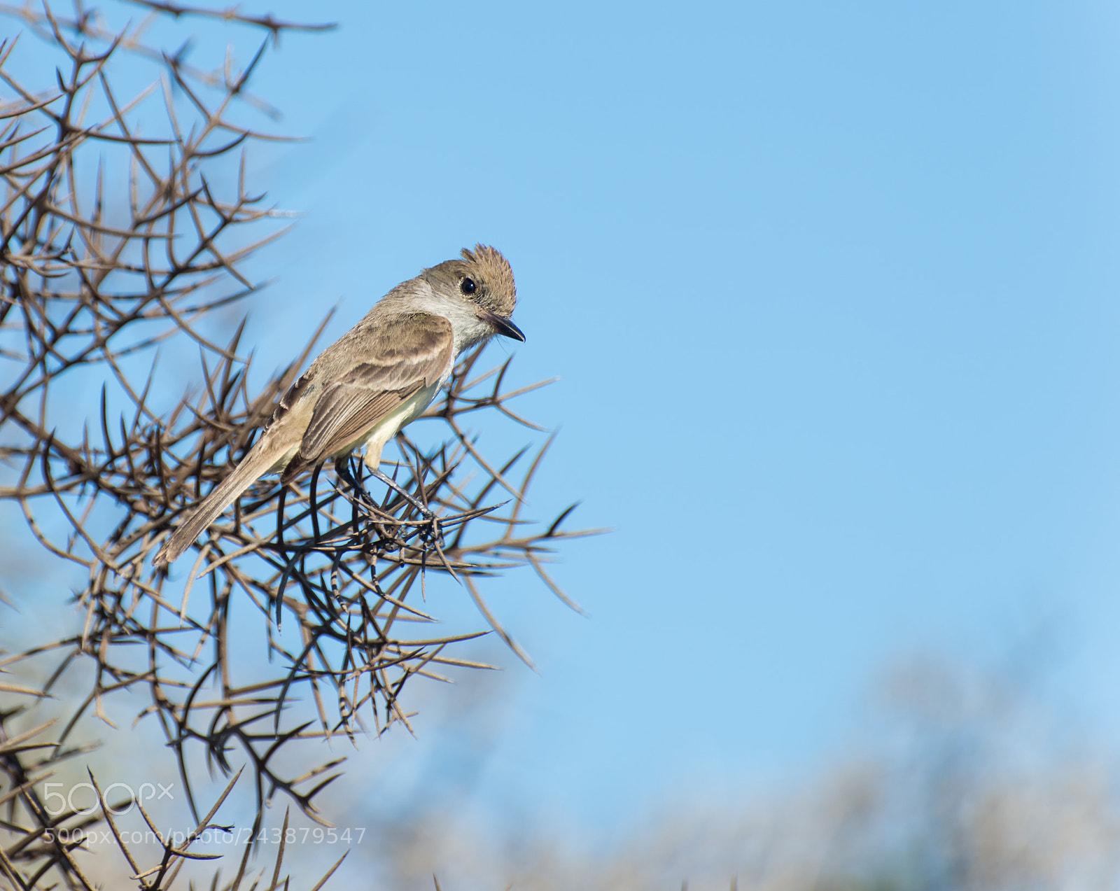 Nikon D610 sample photo. Galapagos flycatcher on rabida photography