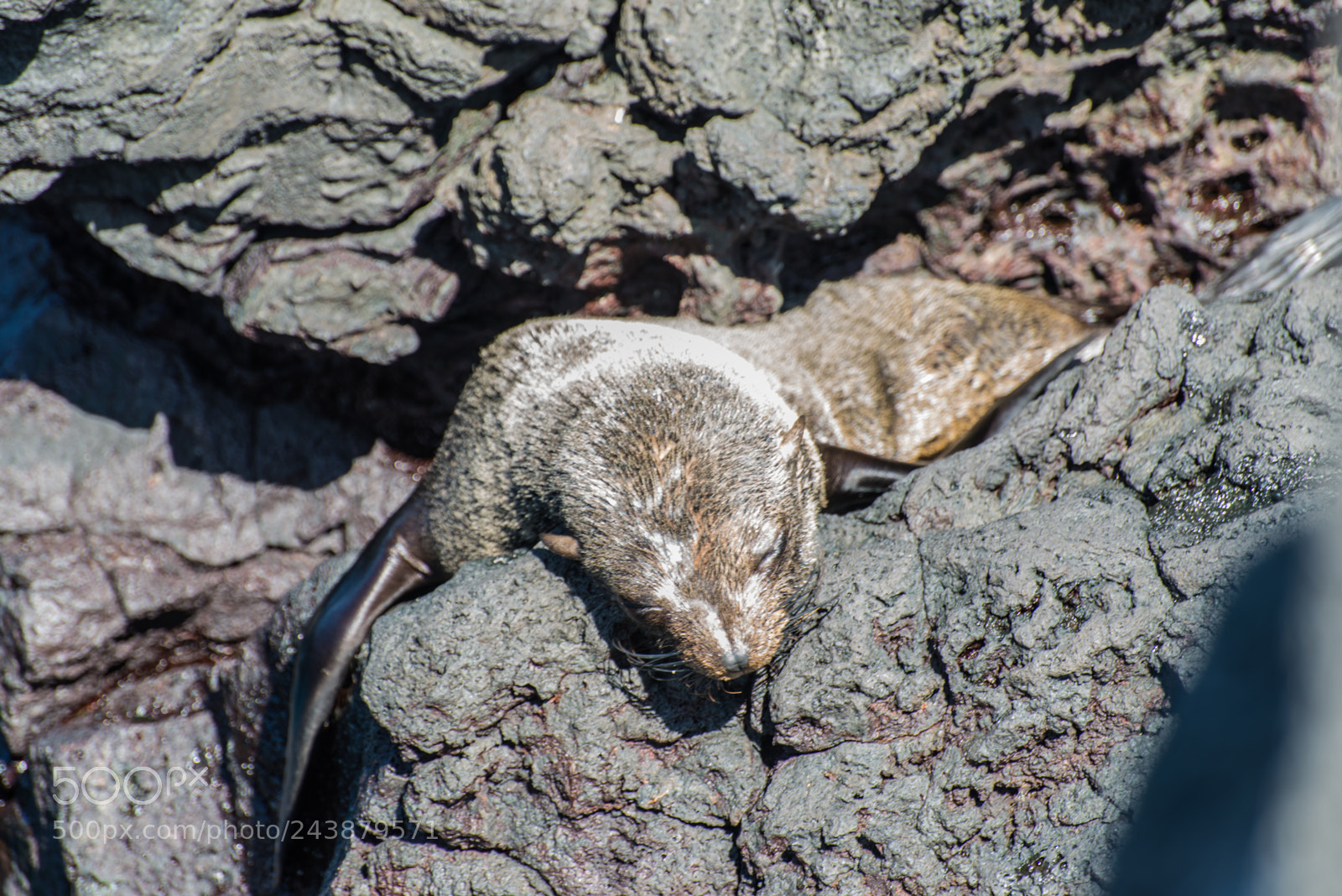 Nikon D610 sample photo. It's a hard life! photography