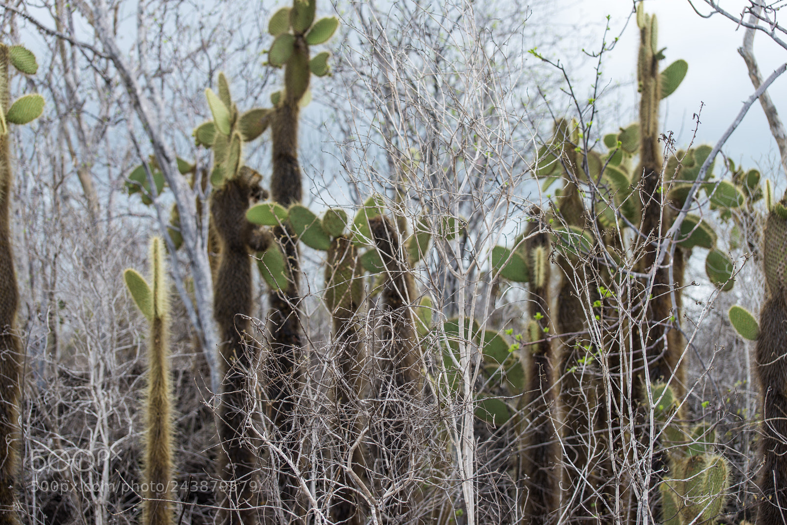 Nikon D610 sample photo. Tree cactus on santa photography