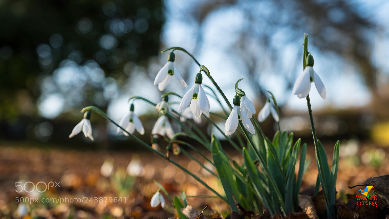 Fujifilm X-T2 sample photo. Spring arriving photography