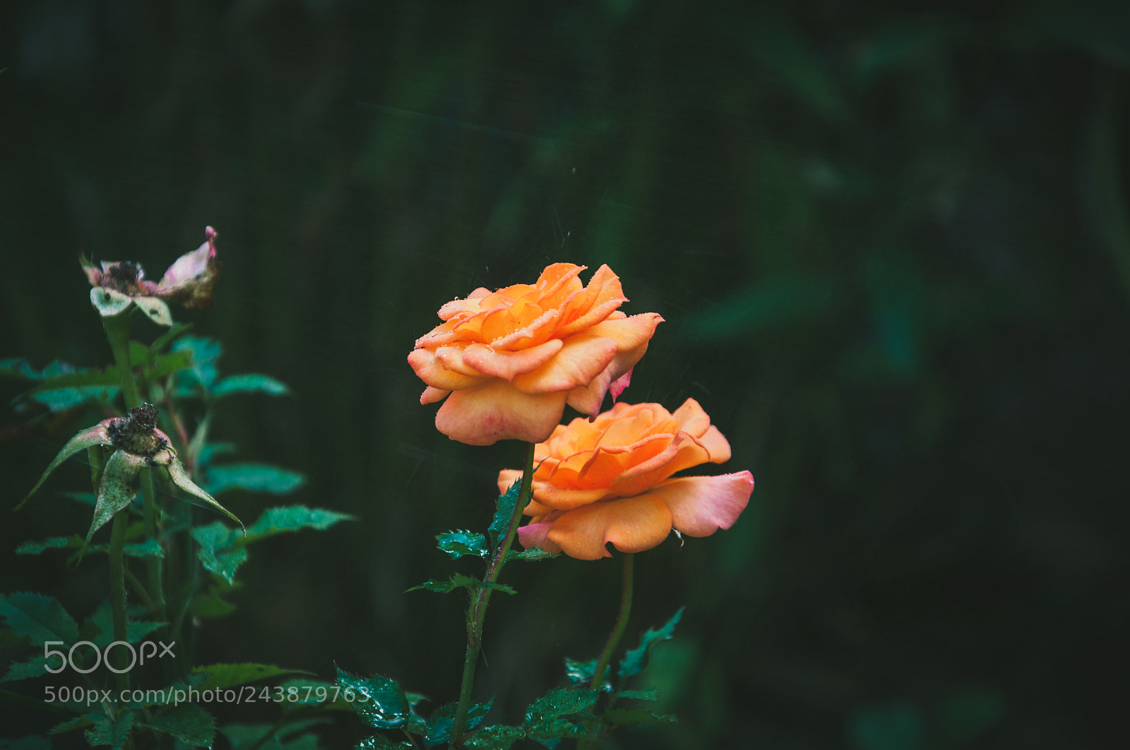 Nikon D90 sample photo. Two coral roses in photography