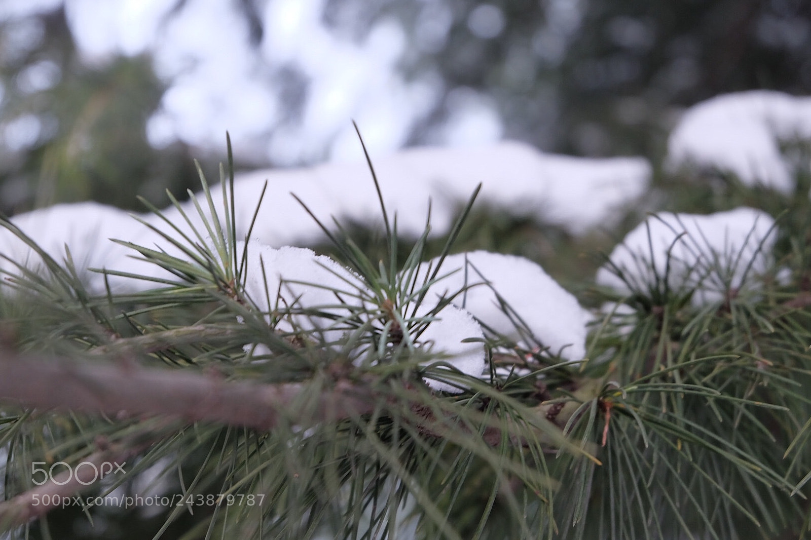 Fujifilm X-A2 sample photo. Snow photography