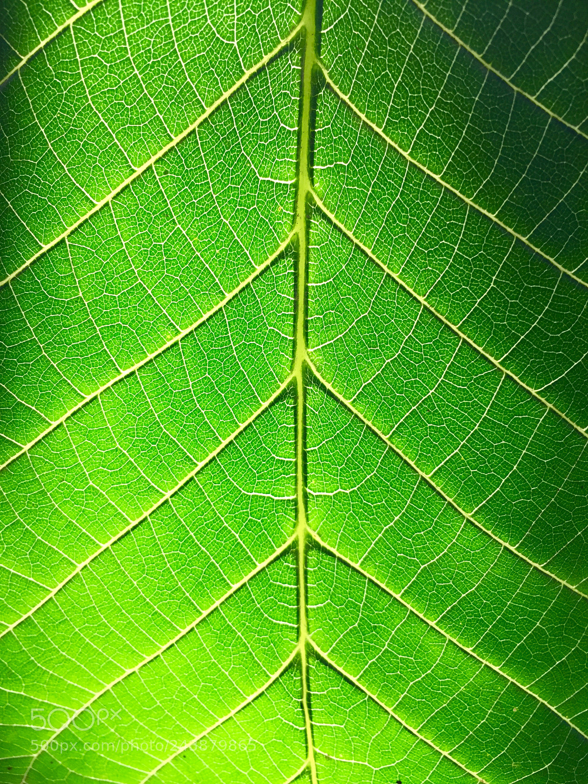 Apple iPhone 6 sample photo. Untitled photography