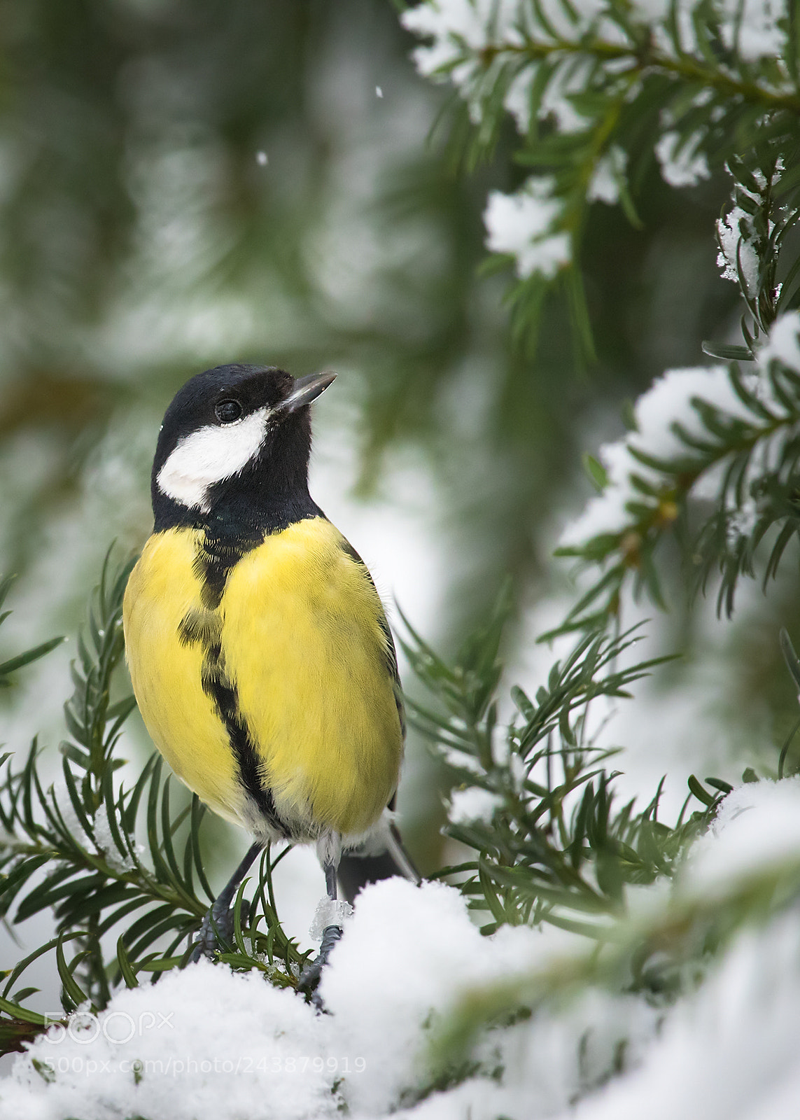 Canon EOS 7D Mark II sample photo. Titmouse photography