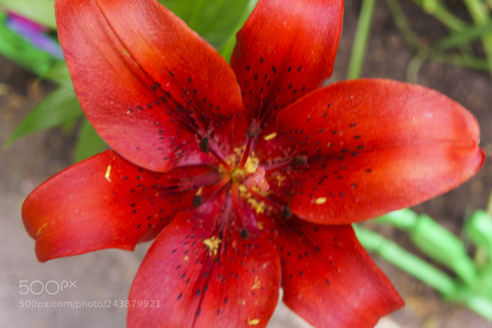 Sony Alpha NEX-5 sample photo. Lovely red lily. photography
