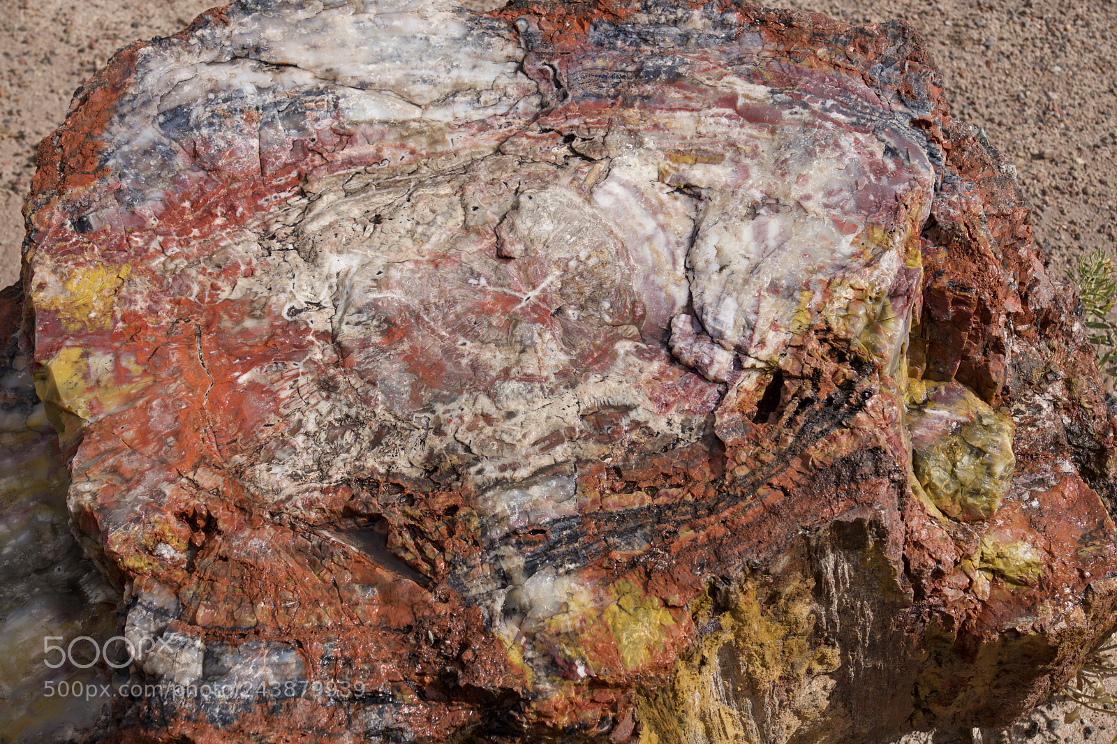 Sony ILCA-77M2 sample photo. Petrified forest n.p. photography