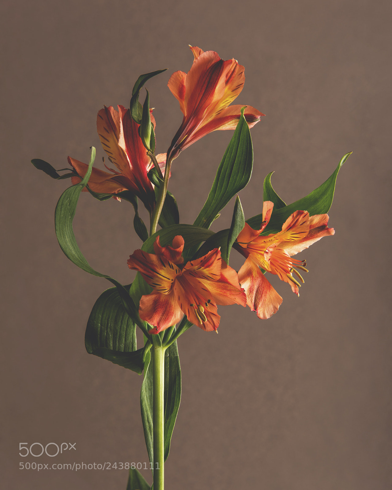 Nikon D810 sample photo. Flowers photography