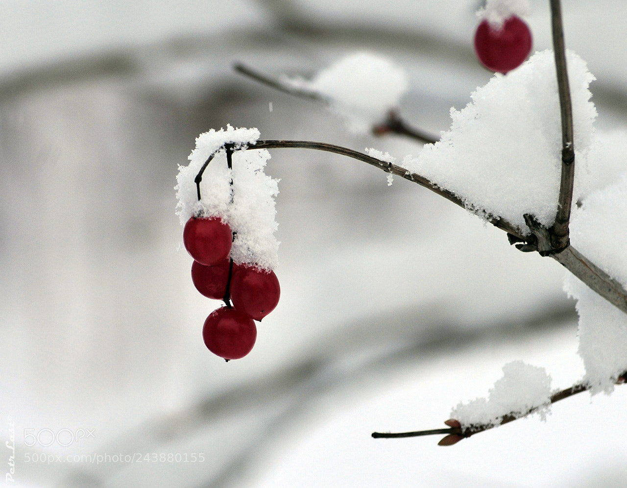 Nikon D300S sample photo. Berries under snow, in photography