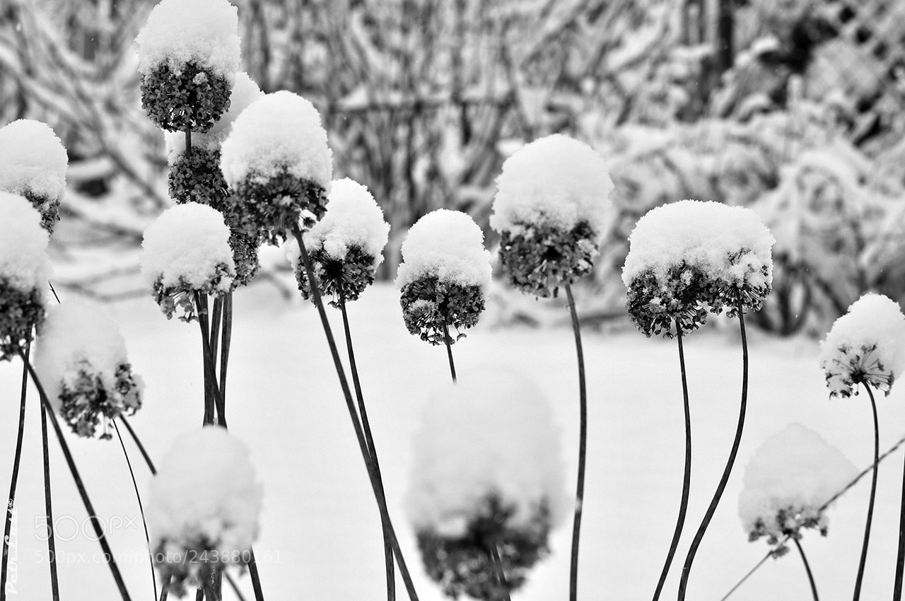 Nikon D300S sample photo. Winter flowers photography