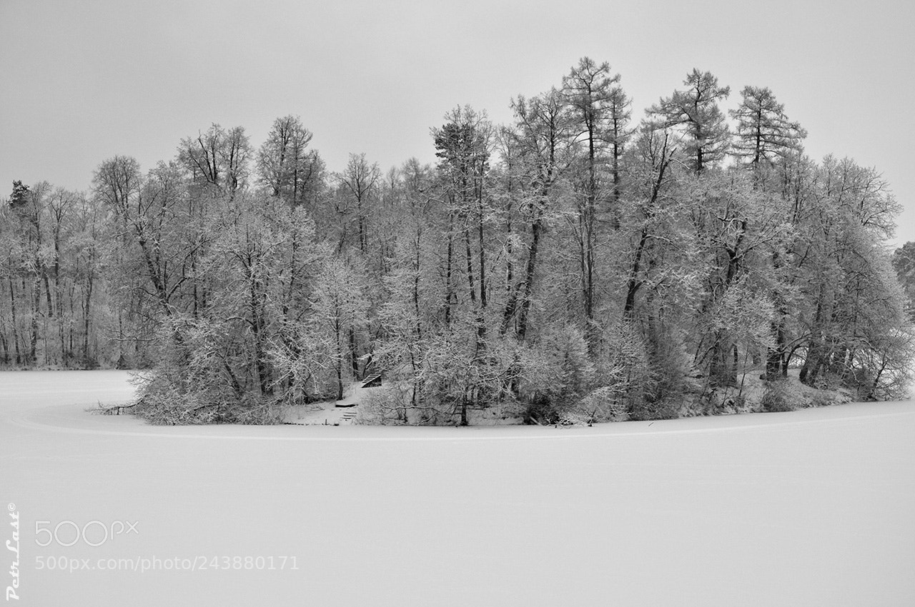 Nikon D300S sample photo. Winter island forest photography