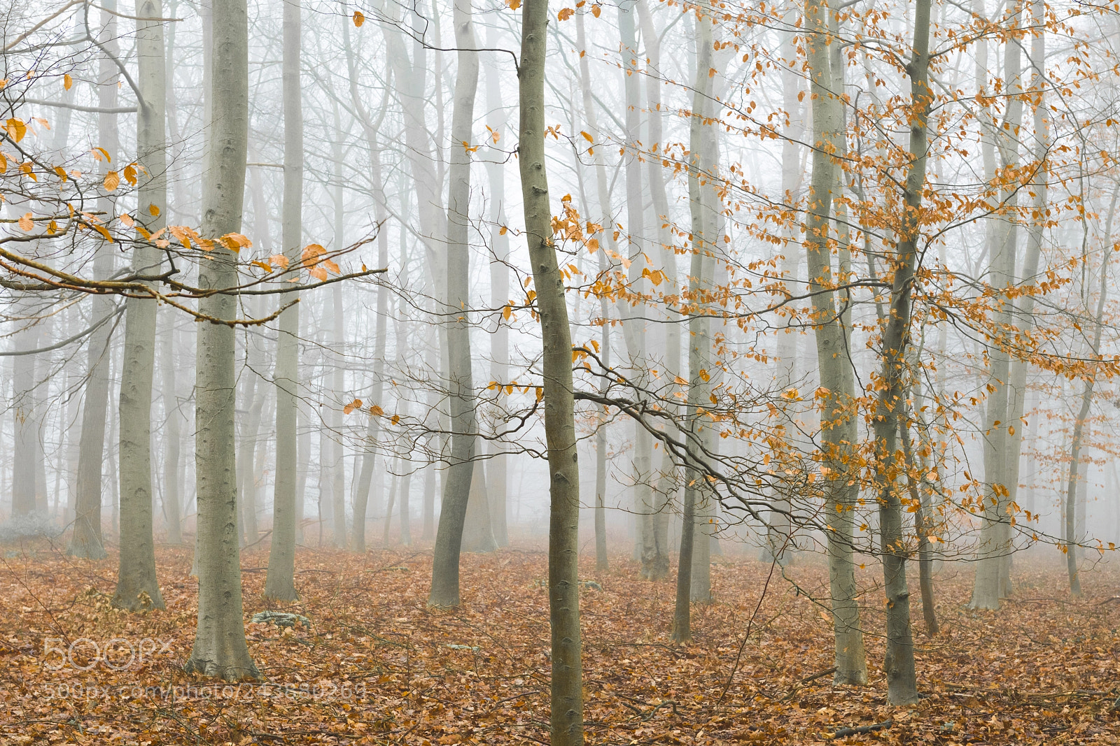 Nikon D850 sample photo. Winterforest photography