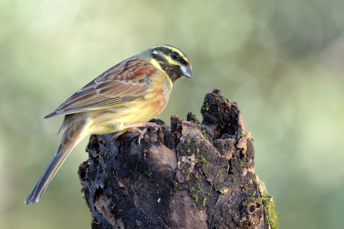 Nikon D7200 + Nikon AF-S Nikkor 300mm F4D ED-IF sample photo. Cirl bunting photography