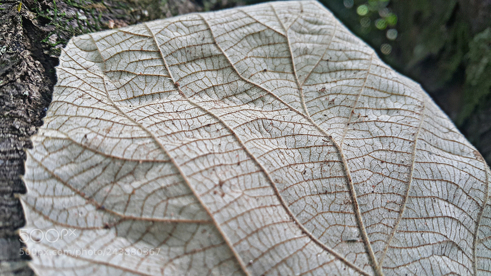 Samsung Galaxy Note4 sample photo. Desenhos da natureza photography