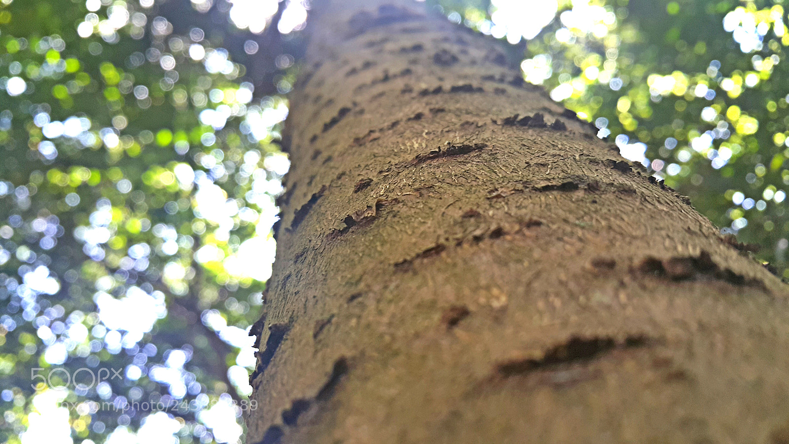 Samsung Galaxy Note4 sample photo. Tree photography